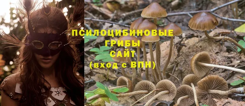 наркота  Берёзовский  Псилоцибиновые грибы Magic Shrooms 